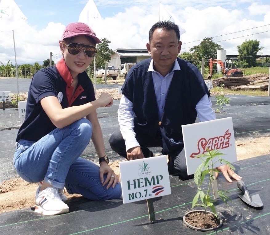 SAPPE ร่วมปลูกกัญชงต้นแรกกับ ไทย เฮมพ์ เวลเนส จังหวัดเชียงราย