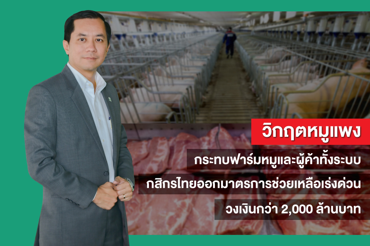 กสิกรไทยออกมาตรการช่วยเหลือฟาร์มหมูทั้งระบบ วงเงินกว่า 2,000 ล้านบาท