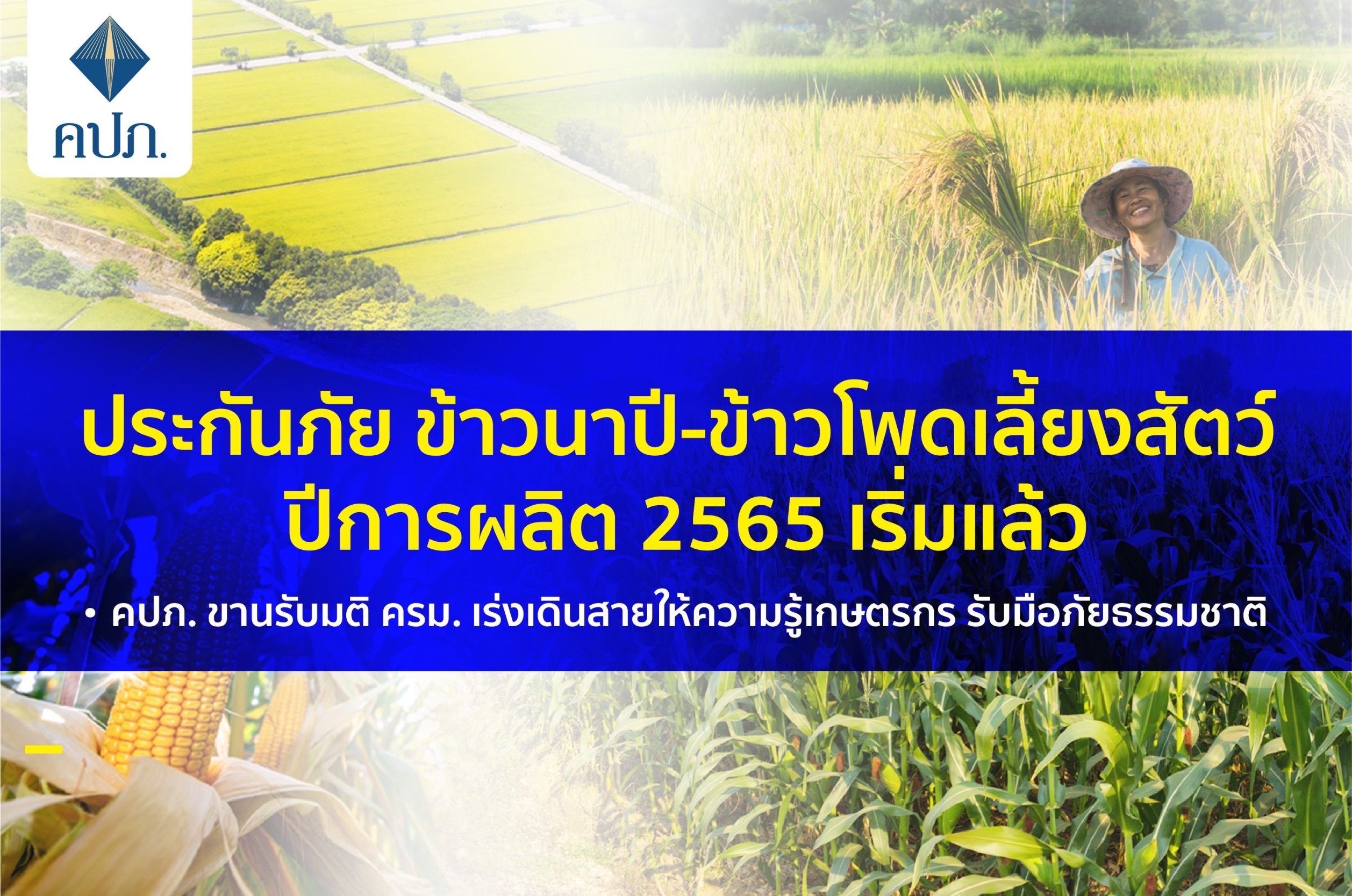 คปภ.ขานรับมติ ครม. เปิดโครงการ ประกันภัยข้าวนาปี-ข้าวโพดเลี้ยงสัตว์ ปีการผลิต 2565