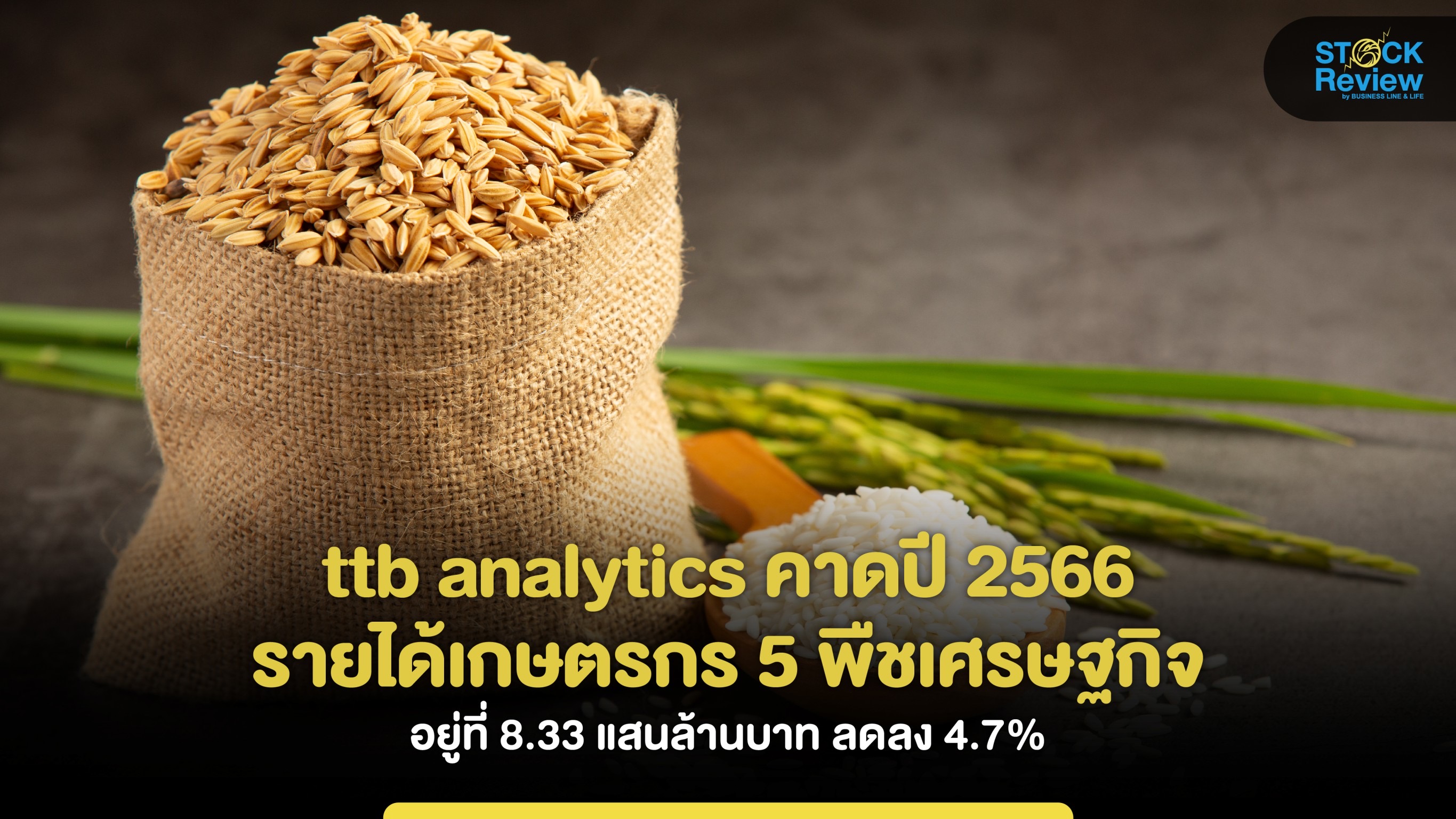 ttb analytics คาดปี 2566 รายได้พืชหลักเศรษฐกิจไทย ลดลง 4.7%